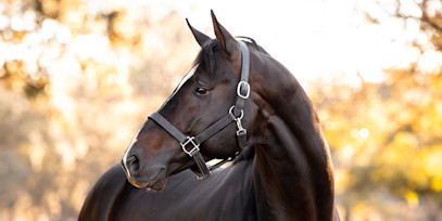 SmartEquine: Your One-of-a-Kind Horse, Our Unique Products