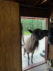 Giving Old Bones New Flow: My Barn Reno