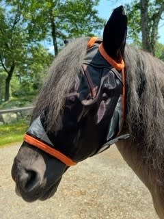 Horse with thick mane and forelock wearing black and orange fly mask