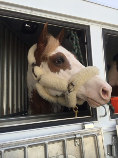 A paint horse on a trailer looking out the window.