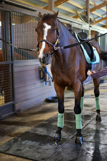 A girthy horse showing signs of discomfort while being tacked up.