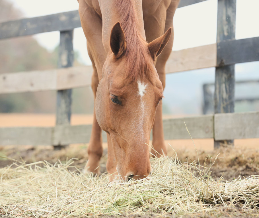 chestnut horse eating hay in a paddock