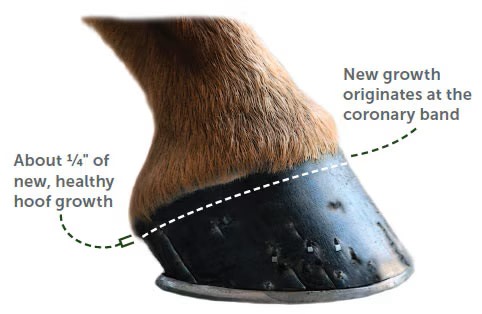 diagram of a horses hoof showing where hoof wall grows