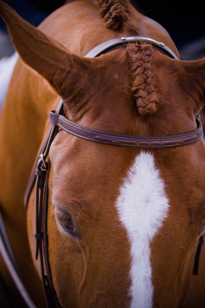 sweaty ears of a show horse with a braided forelock