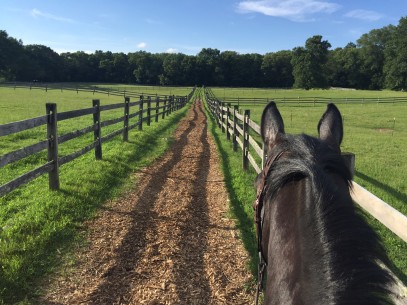 The Rider’s Inner Monologue: Attempted Trail Ride