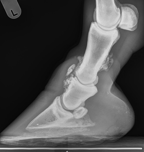 Figure 1: Advanced osteoarthritis of the pastern joint (ringbone) with boney proliferation.