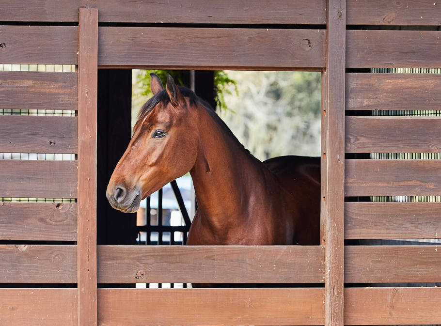 Bay horse looking out stall window