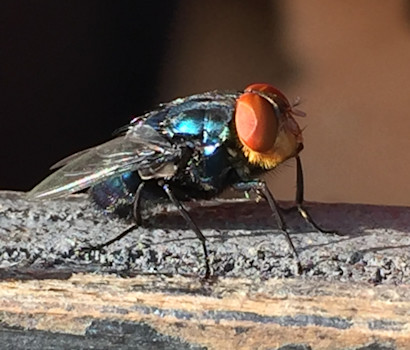 side view of an adult new world screwworm fly.