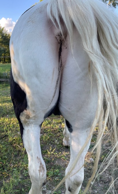 Runny poop coming out of a horse with stains on their back legs. 