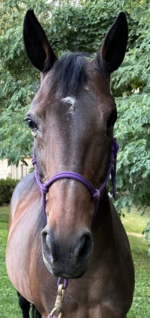 Front view of a bay horse with one eye