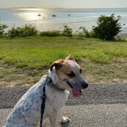 Brown and white dog sitting in front of grass and ocean with boats in water.