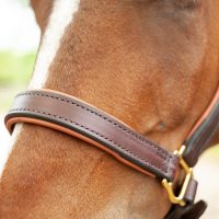 Close up of a bay horse wearing a padded leather halter.