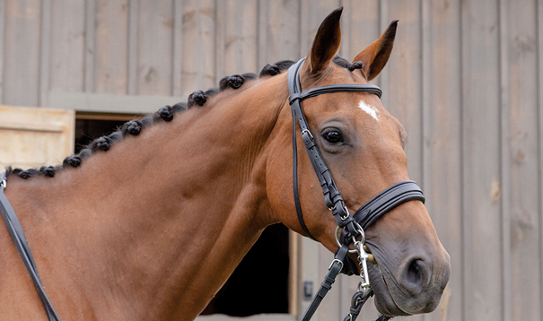 Horse with button braids in a double bridle.
