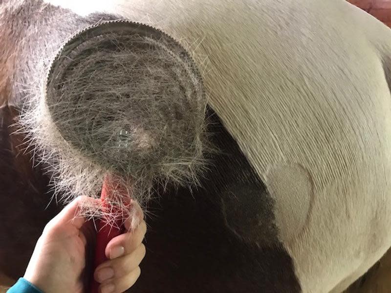 spiral curry comb for helping horse hair shed faster