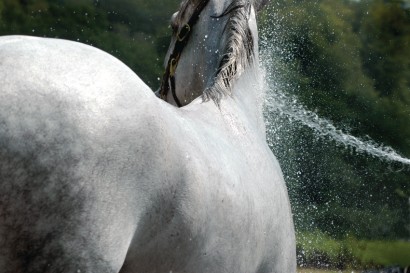 horse being hosed off with water