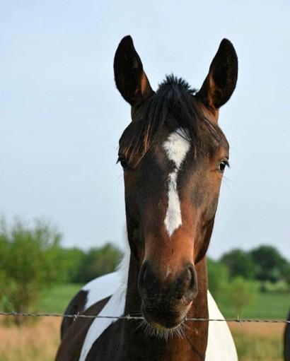 A bay pinto stands with his head over a fenceline. He has a bay face, a white stripe, and ears are pricked forward. 