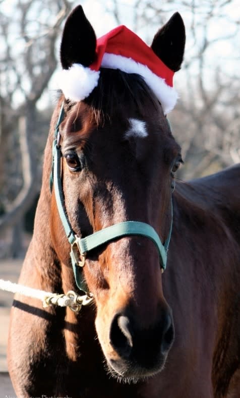 Bay horse with white star wearing Santa hat
