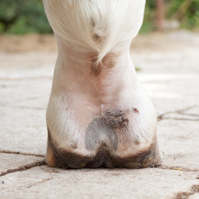 scratches on horse heel