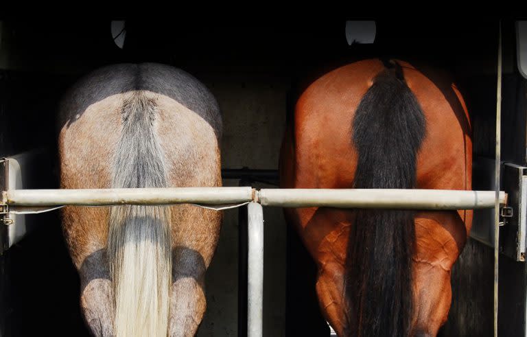 Rear view of two horses loaded on trailer.