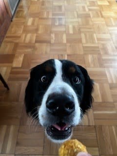 Simple, Stomach-Friendly Dog Treats