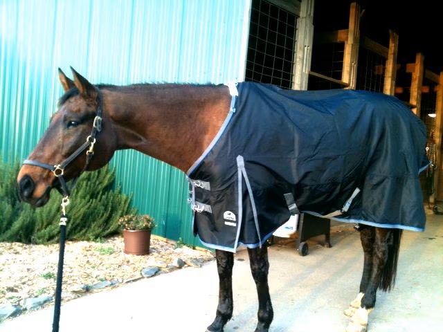 horse wearing the smartpak ultimate turnout blanket with indestructible guarantee