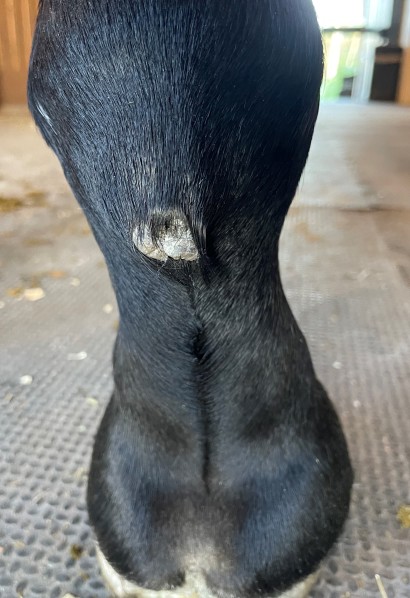 ergot on the back of a horse's lower leg