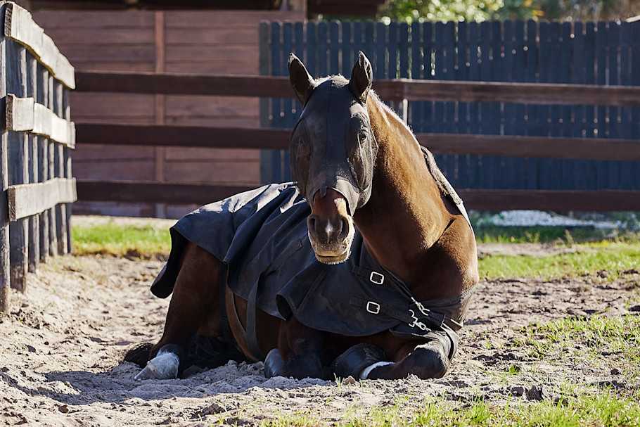 Bay horse wearing fly mask while laying down in turnout