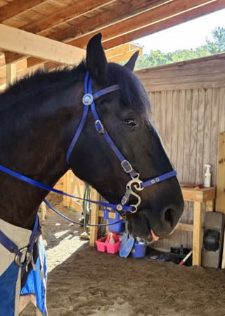 Draft horse Apollo in blue bitless bridle before joust
