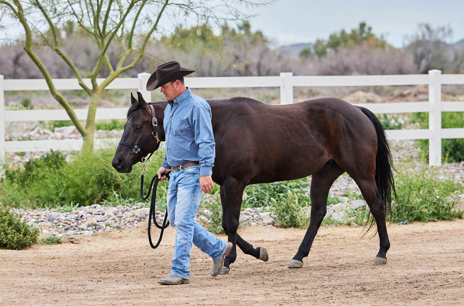 A man wearing a cowboy hat hand walking a dark bay horse