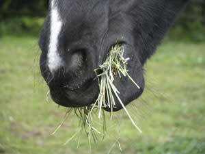 Does a Bale of Hay a Day Keep the Vet Away?