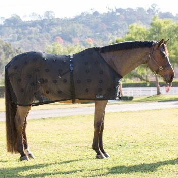 A bay horse wearing a static magnetic therapy blanket.