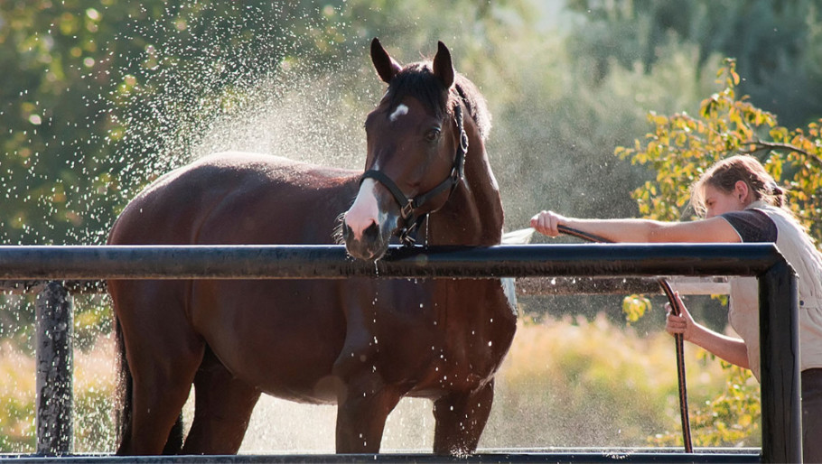 A bay horse being hosed with cool water on a hot day.