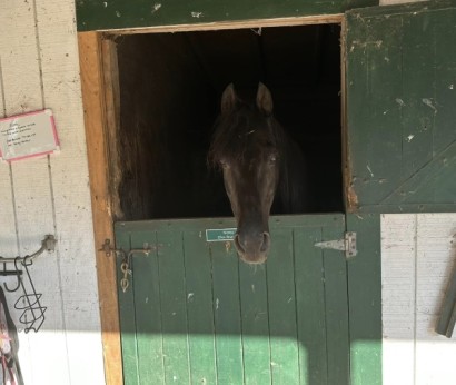 Dark colored Morgan sticking head out of stall