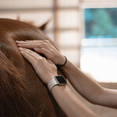 hands applying pressure on horses hindquarters for a massage therapy session