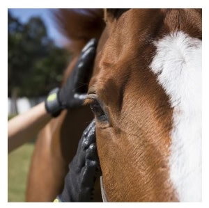 Close-up of person using HandsOn Grooming Gloves on chestnut horse's neck