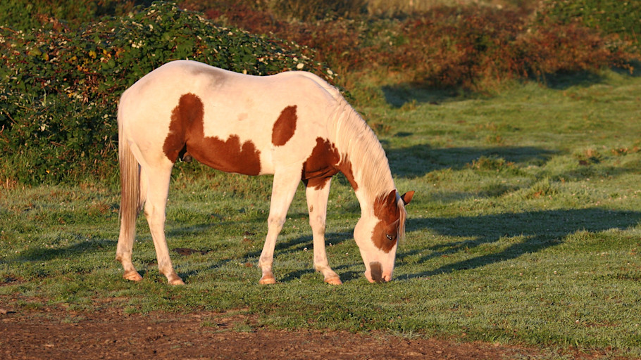 A paint horse with a soiled tail grazing in pasture.