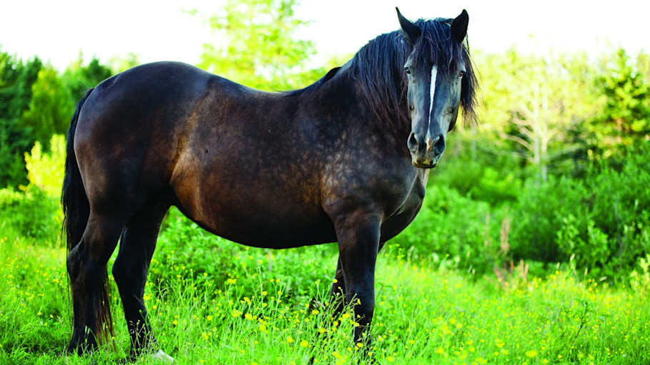 Cresty neck overweight bay horse in a lush pasture