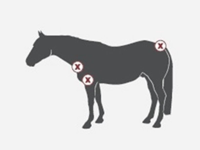 graphic showing areas on a stocky horse to consider when fitting for a blanket
