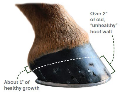 diagram of hoof growth showing healthy and unhealthy hoof wall
