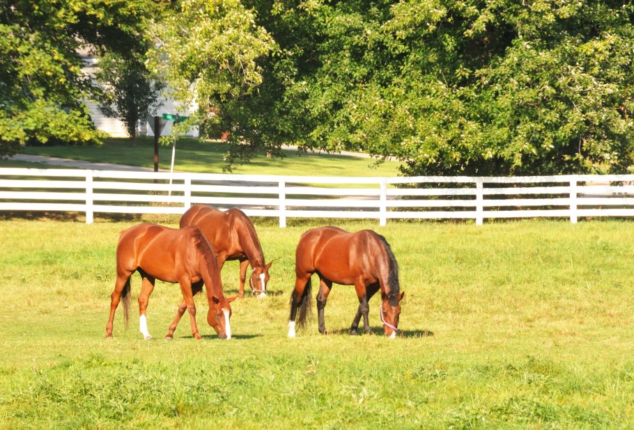 Three horses grazing in pasture