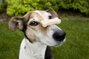 Ask the Vet: Are Horse Treats Safe for Dogs?