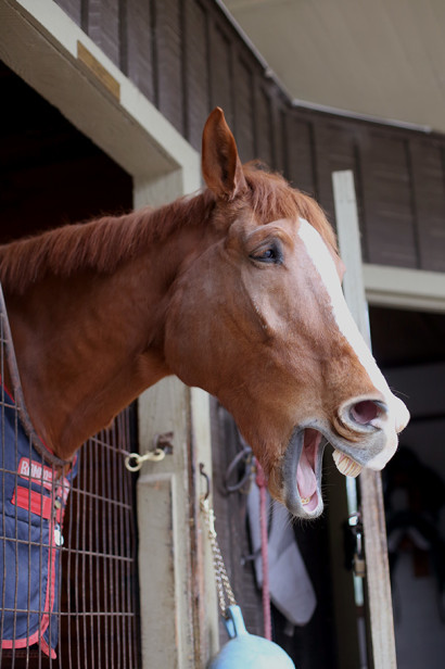 Senior horse yawning