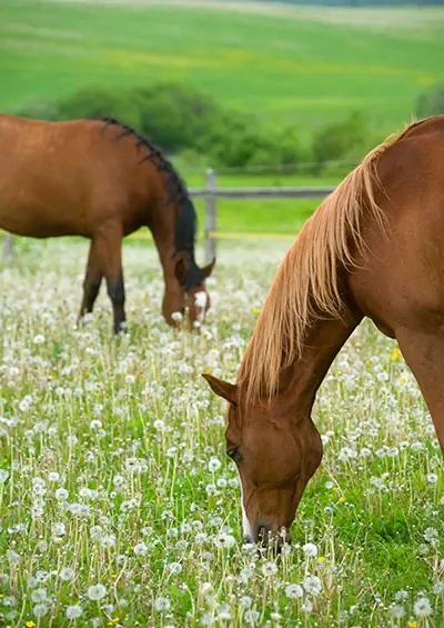 Two horses grazing in lush summer pasture.