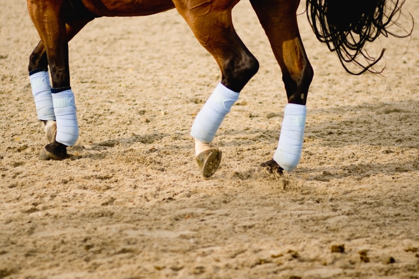 A horse's legs with white polos trotting in a riding arena.