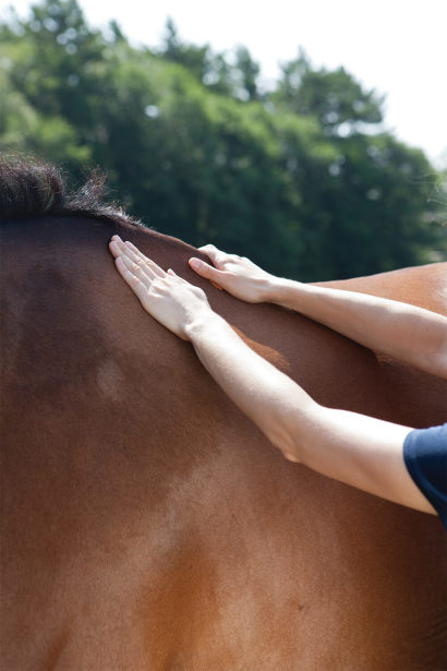 Veterinarian performing a physical exam of a horse with their hands on the withers and back