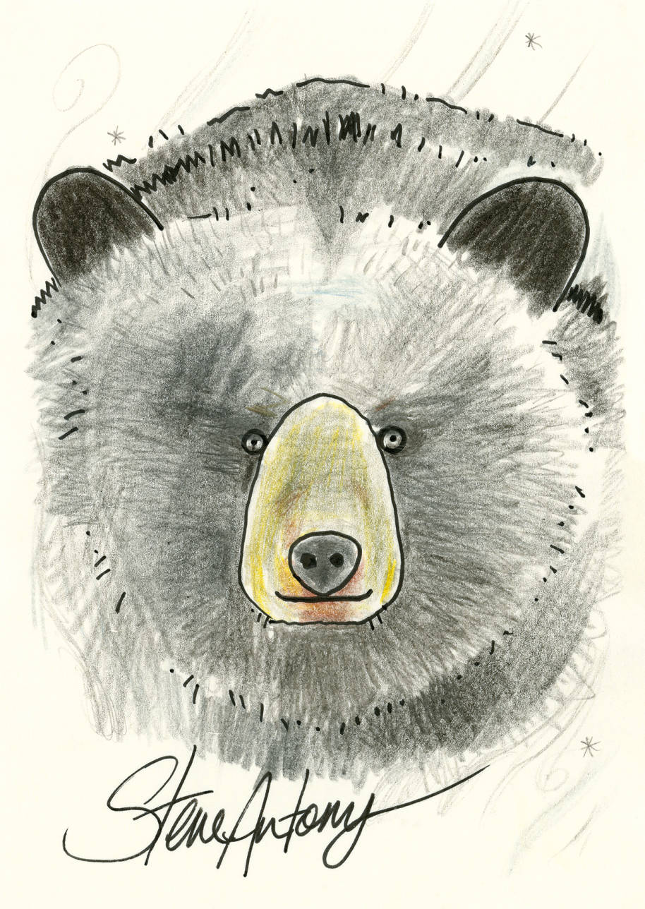 Black-bear - Steve Antony