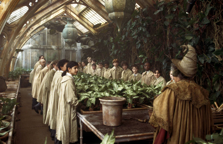 A second year Herbology lesson in the greenhouse. The students stand round a table of Mandrakes as Professor Sprout talks to them.