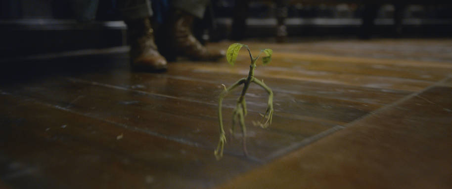 WB COG Pickett the Bowtruckle