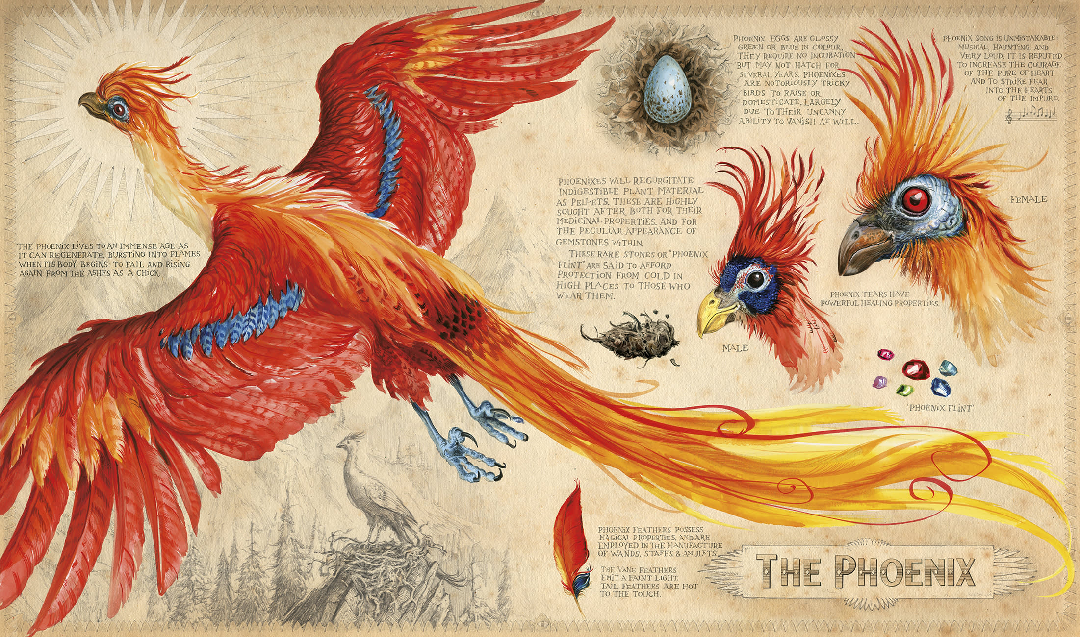 Chamber of Secrets illustrated edition phoenix Jim Kay
