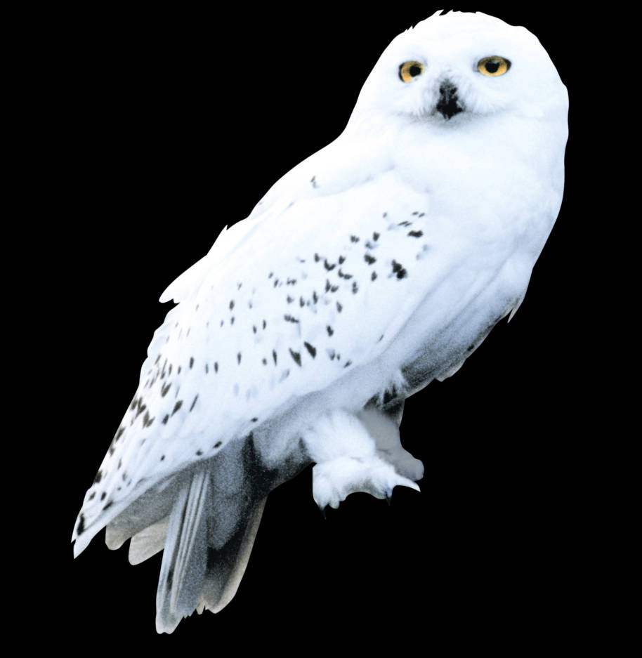 Hedwig the owl
